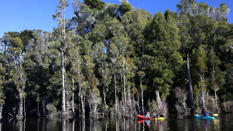 Step aboard the Eco Adventurer and discover the sheer beauty of the West Coasts Lake Mahinapua on a fascinating 1.5 hour cruise.